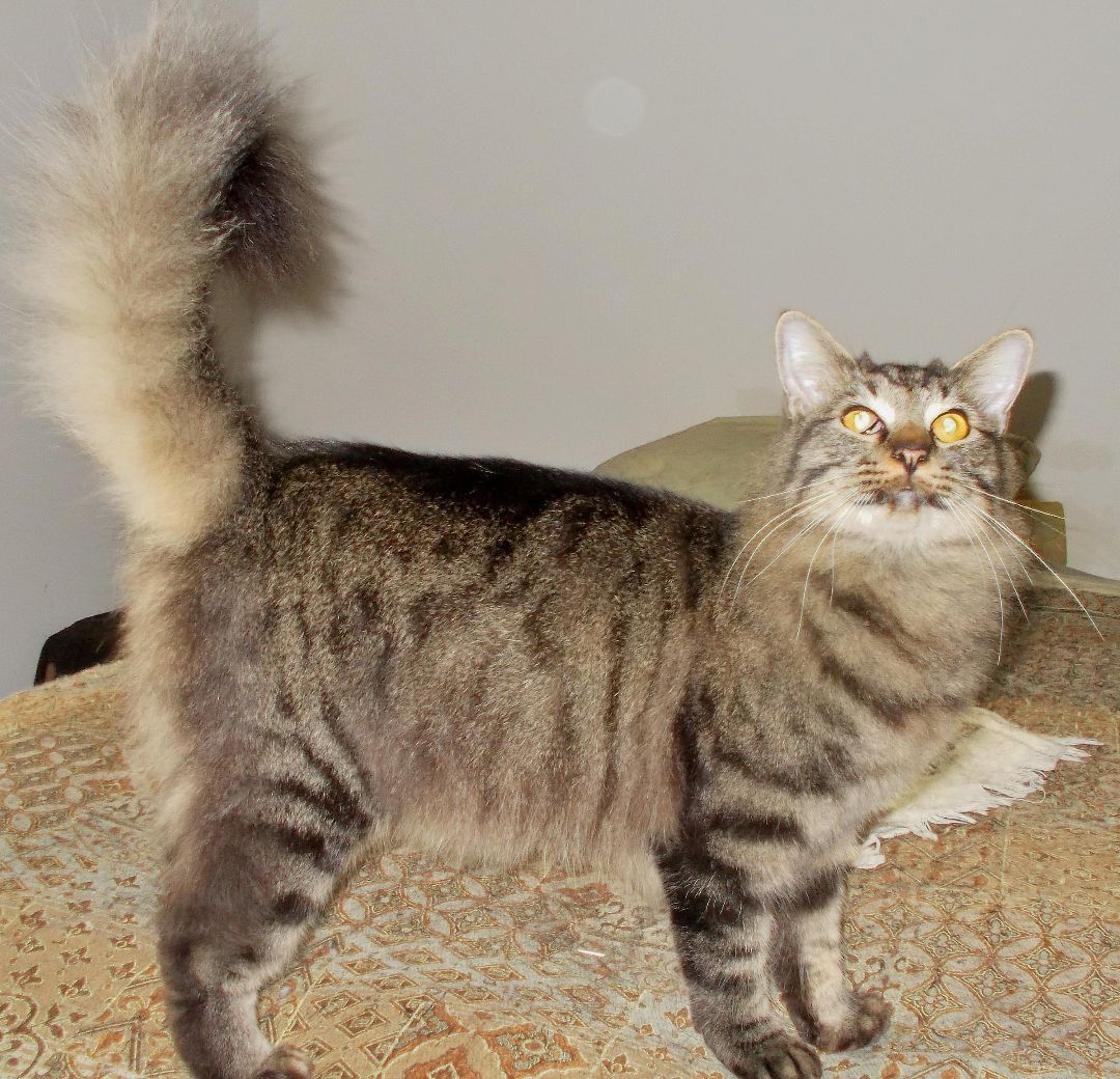 Boomer, a Adoptable Domestic Medium Hair in Chattanooga, TN image 1/5