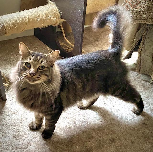 Enlarge Boomer, a Adoptable Domestic Medium Hair in Chattanooga, TN image 2/6