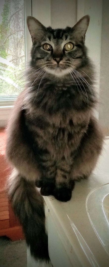 Boomer, a Adoptable Domestic Medium Hair in Chattanooga, TN image 2/5