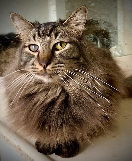 Boomer, Adoptable, Adult Male Domestic Medium Hair.