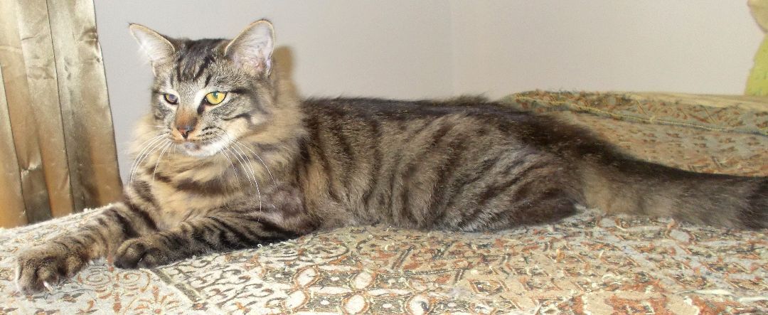 Boomer, a Adoptable Domestic Medium Hair in Chattanooga, TN image 5/5