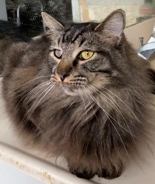 Enlarge Boomer, a Adoptable Domestic Medium Hair in Chattanooga, TN image 3/6