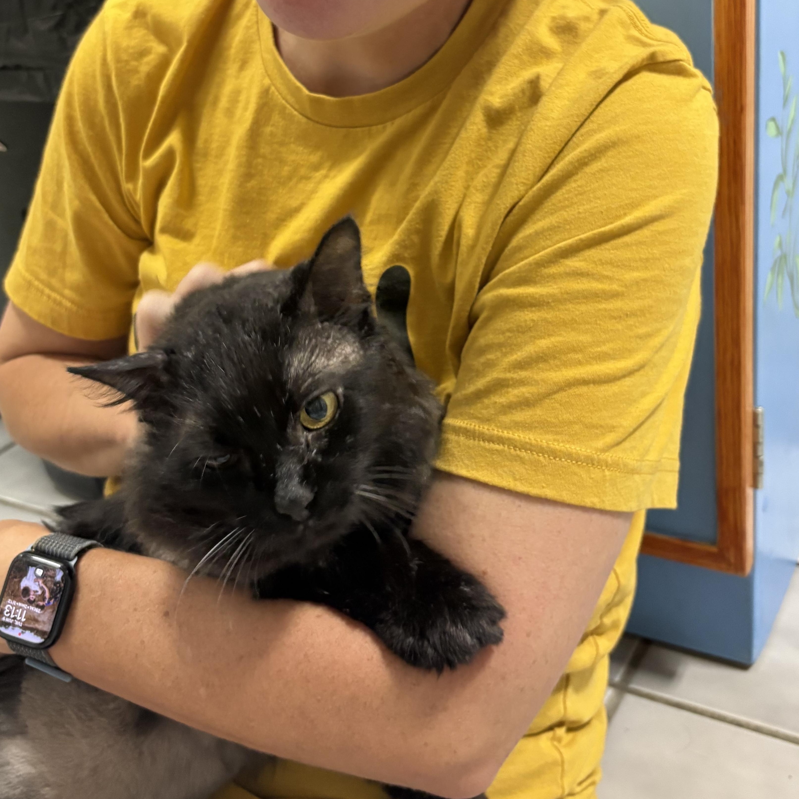 Enlarge Jameson, a Adoptable Domestic Long Hair in Crestwood, MO image 5/6