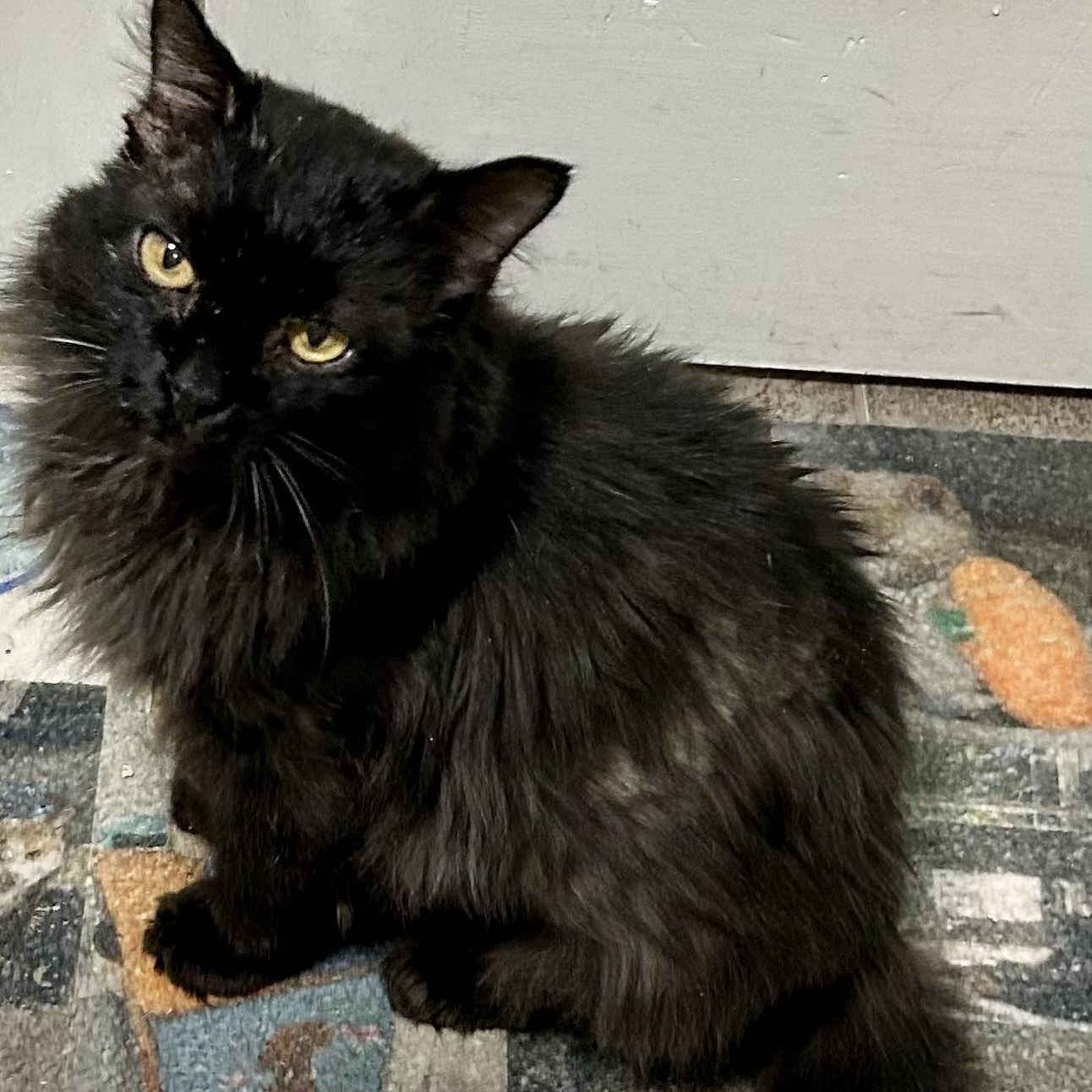 Jameson, Adoptable, Adult Male Domestic Long Hair.