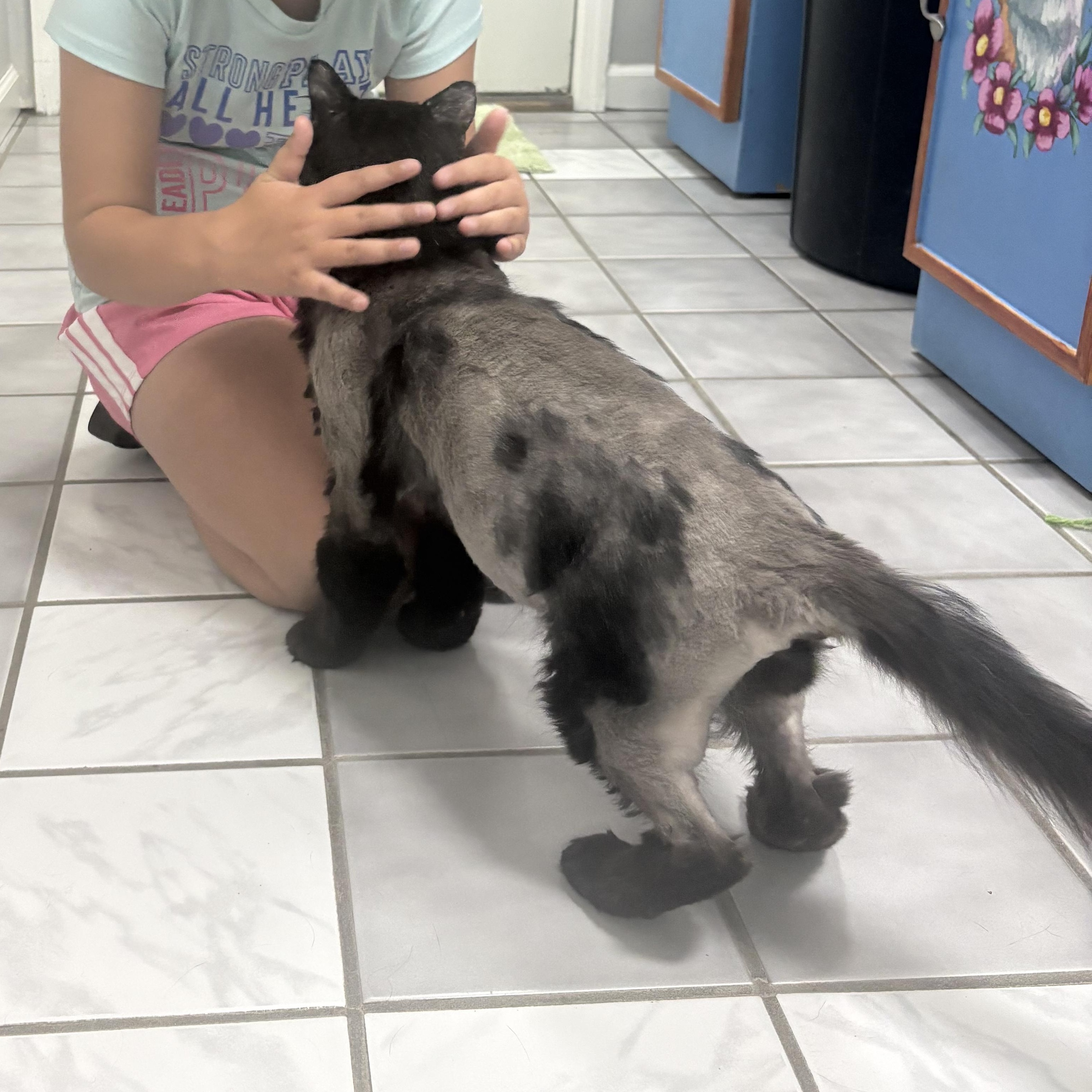 Enlarge Jameson, a Adoptable Domestic Long Hair in Crestwood, MO image 4/6