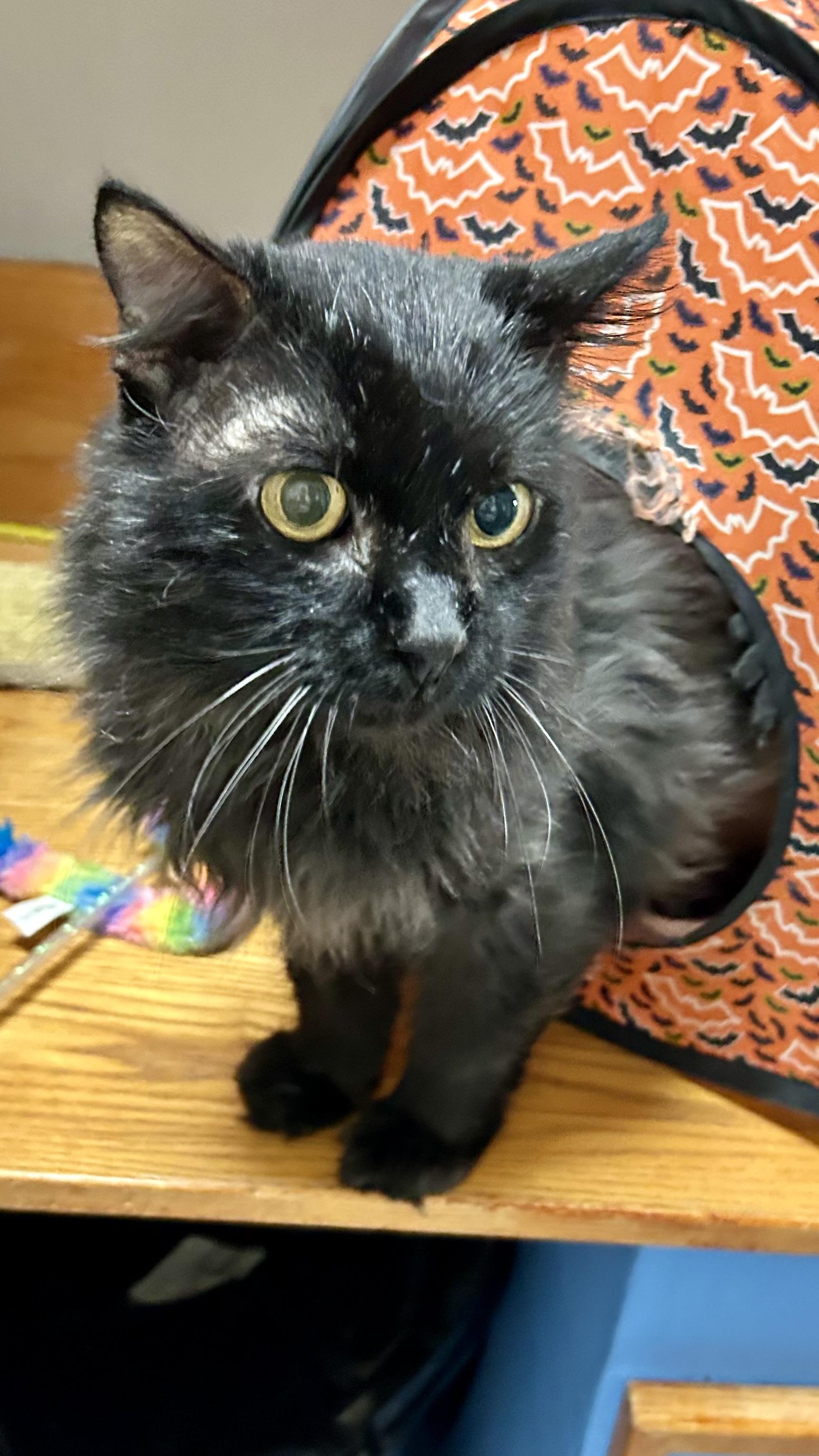 Enlarge Jameson, a Adoptable Domestic Long Hair in Crestwood, MO image 2/6