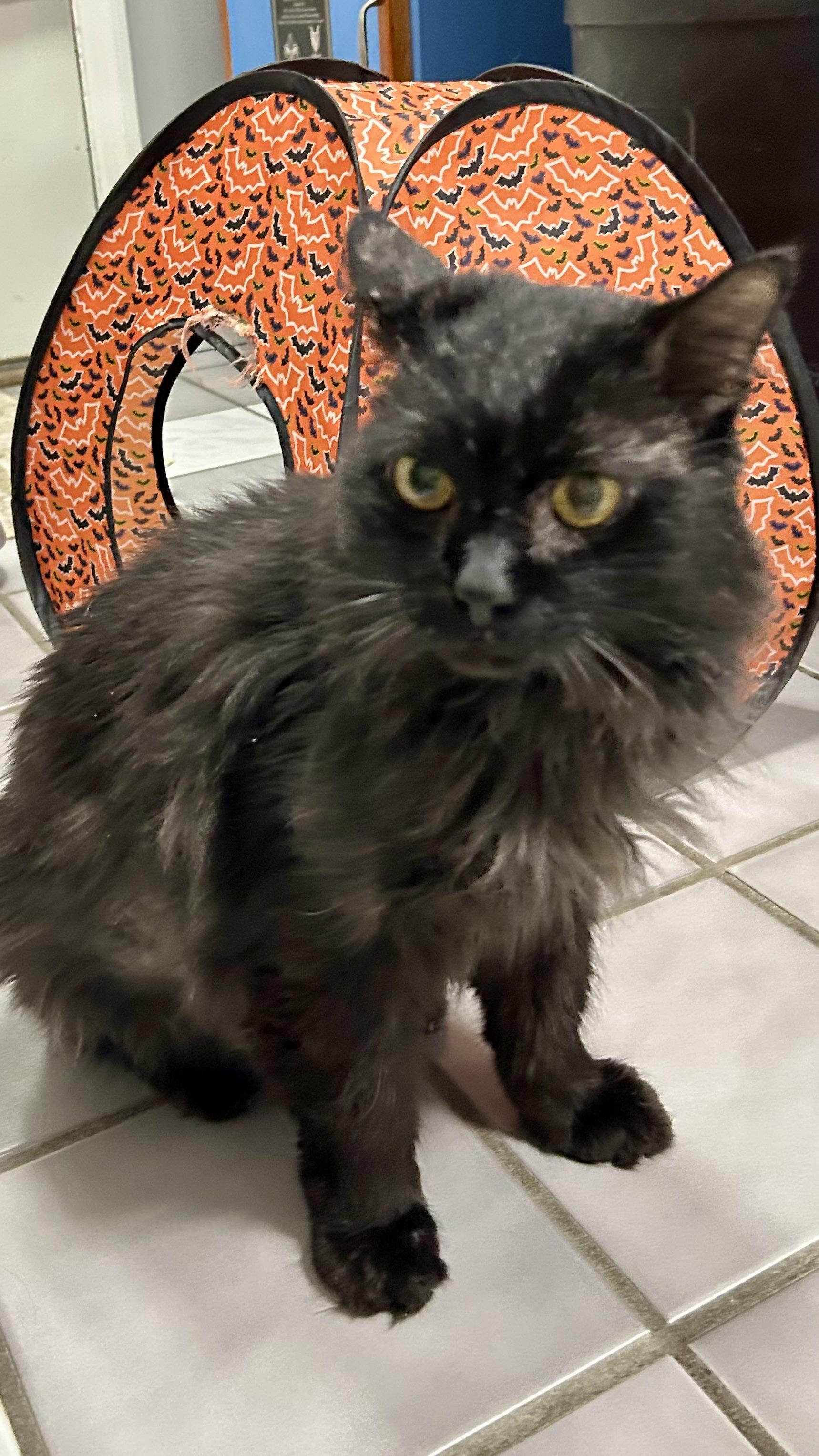 Enlarge Jameson, a Adoptable Domestic Long Hair in Crestwood, MO image 3/6