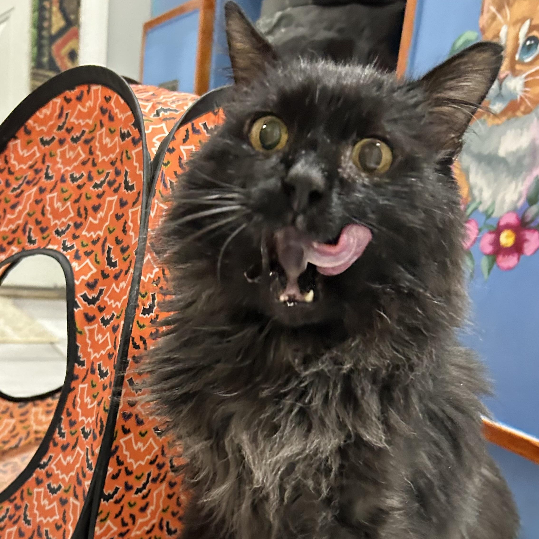 Enlarge Jameson, a Adoptable Domestic Long Hair in Crestwood, MO image 6/6