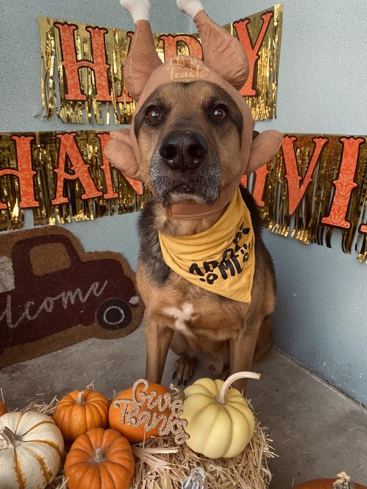 Enlarge Thor, a Adoptable mixed breed in los angeles, CA image 1/6