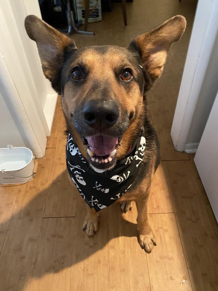 Enlarge Thor, a Adoptable mixed breed in los angeles, CA image 2/6