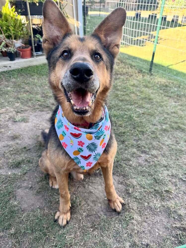 Thor, Adoptable, Adult Male Shepherd.