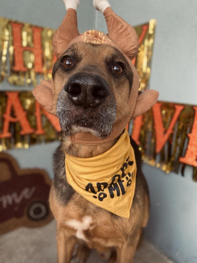 Enlarge Thor, a Adoptable mixed breed in los angeles, CA image 4/6