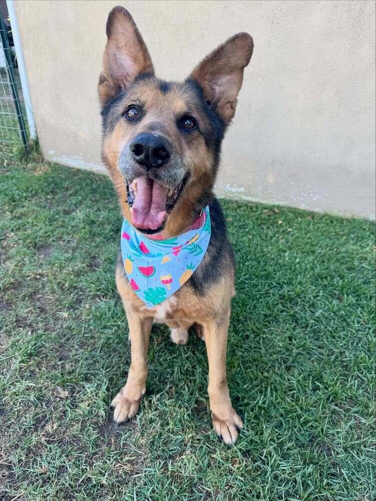 Enlarge Thor, a Adoptable mixed breed in los angeles, CA image 5/6