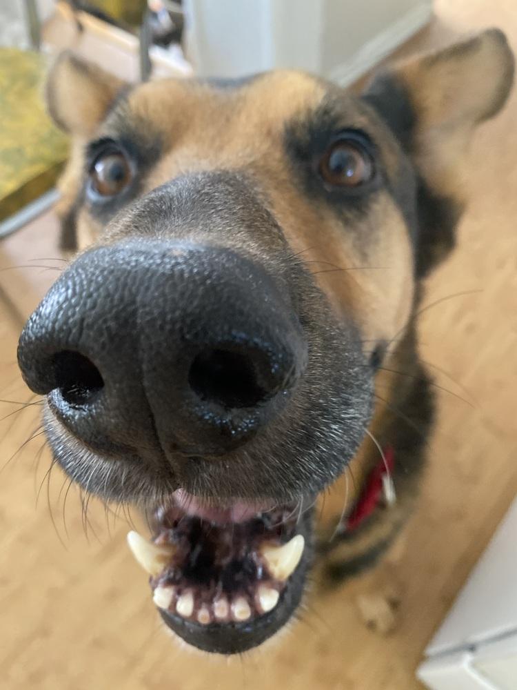 Enlarge Thor, a Adoptable mixed breed in los angeles, CA image 6/6