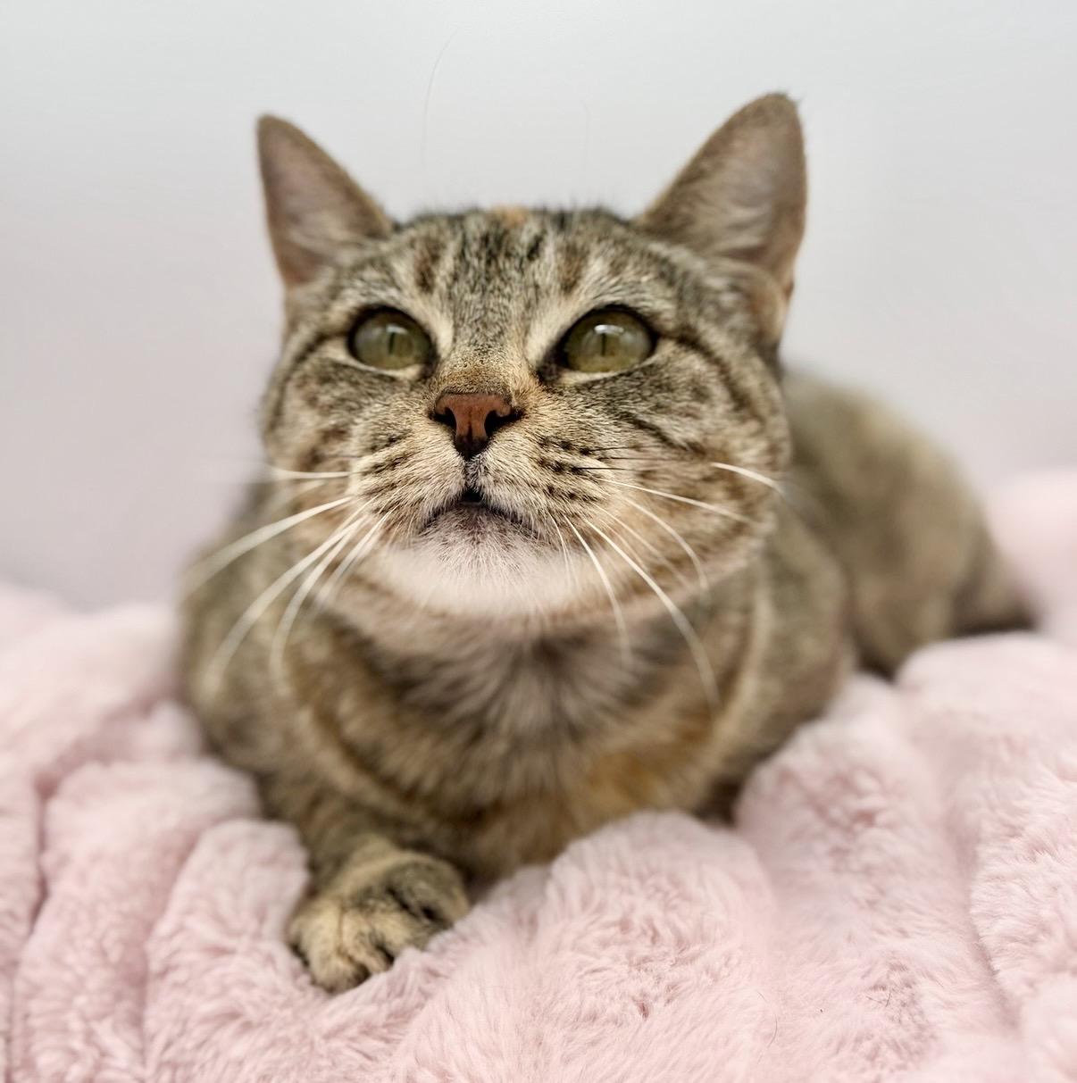Javadi, a Adoptable Domestic Short Hair in Covington, LA image 3/5
