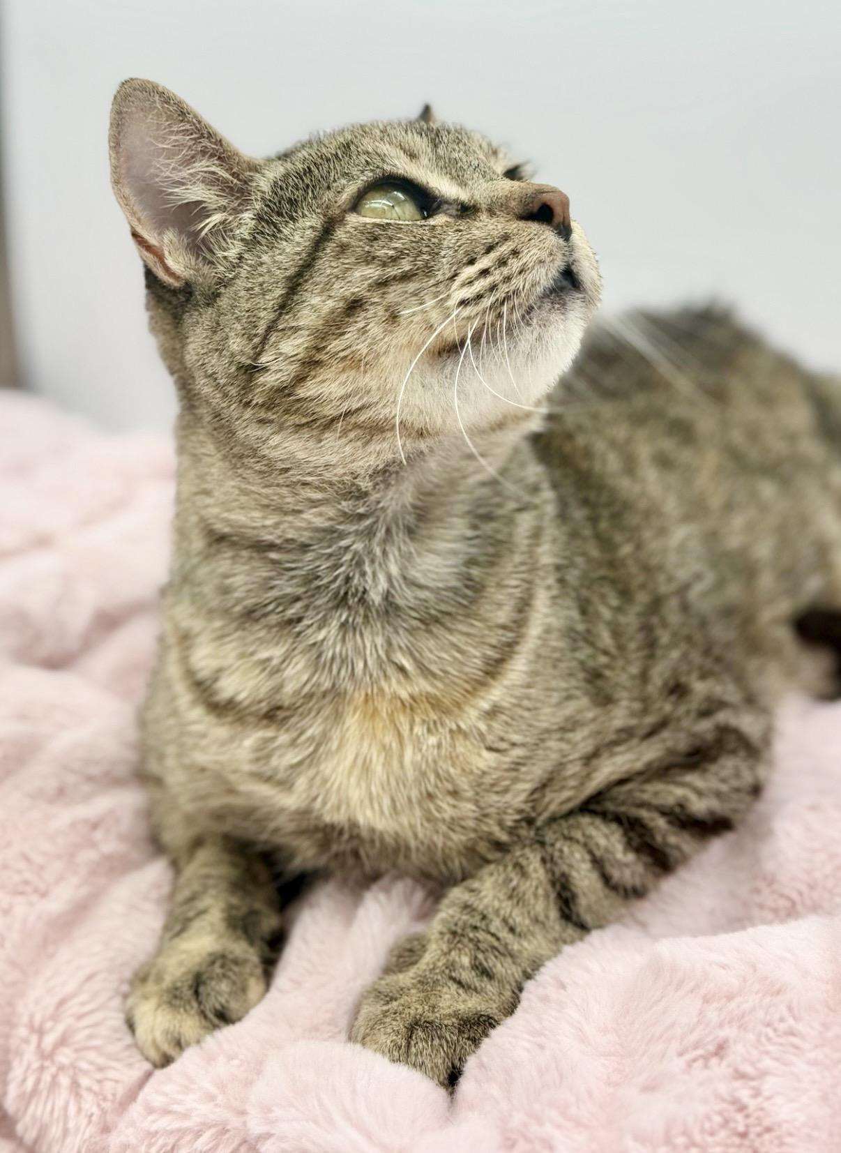 Javadi, a Adoptable Domestic Short Hair in Covington, LA image 1/5