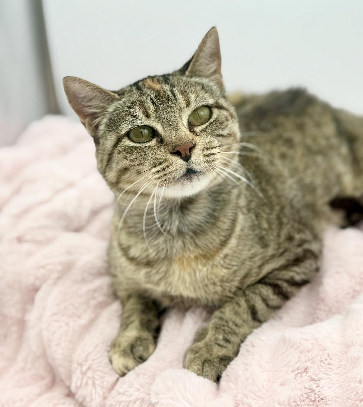 Javadi, a Adoptable Domestic Short Hair in Covington, LA image 4/5