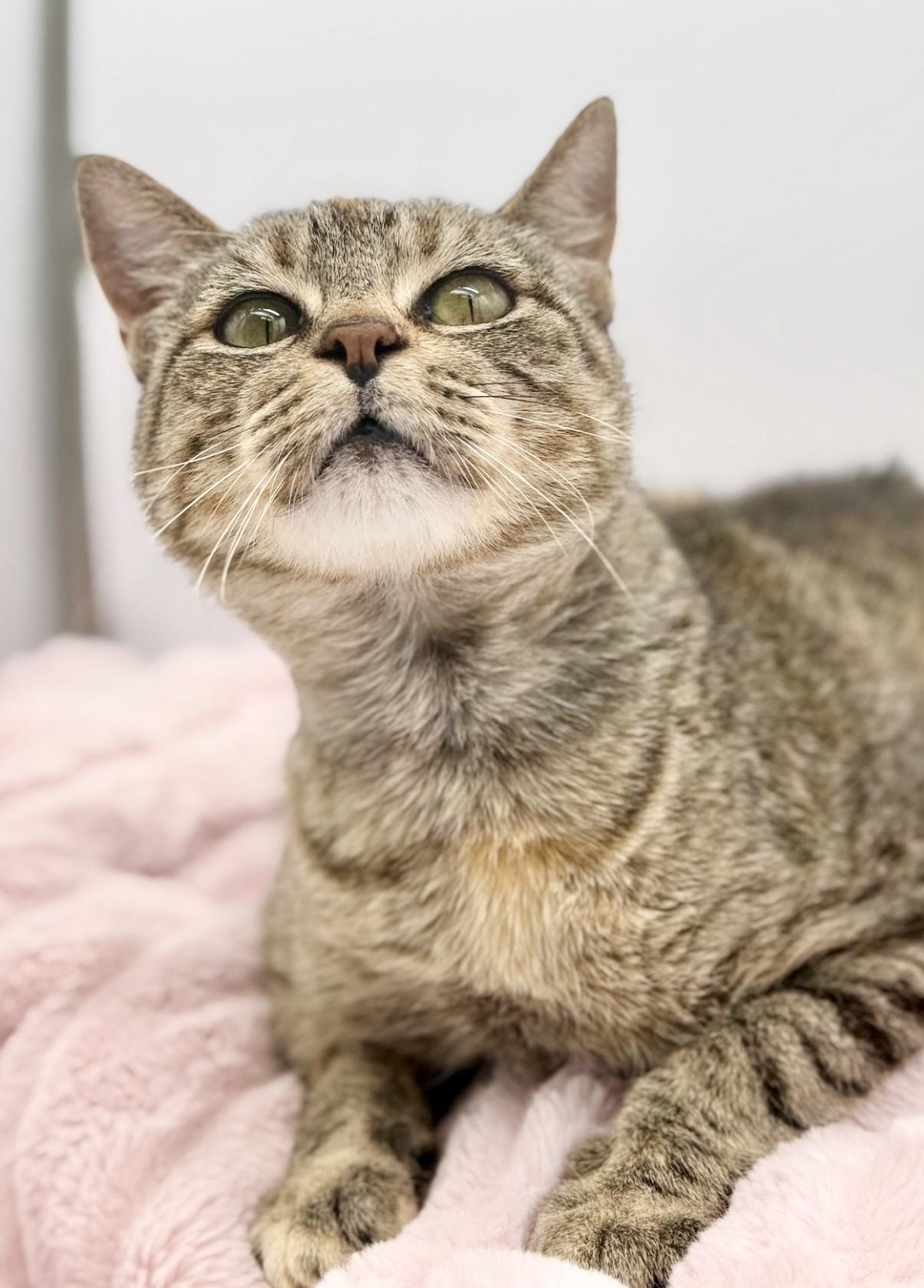 Javadi, a Adoptable Domestic Short Hair in Covington, LA image 5/5