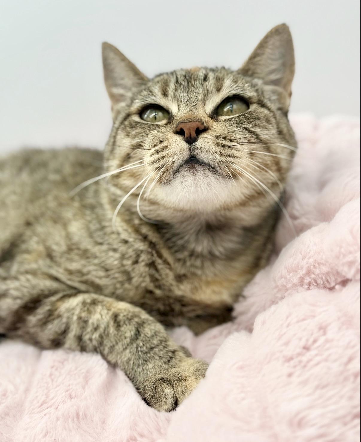 Javadi, a Adoptable Domestic Short Hair in Covington, LA image 2/5