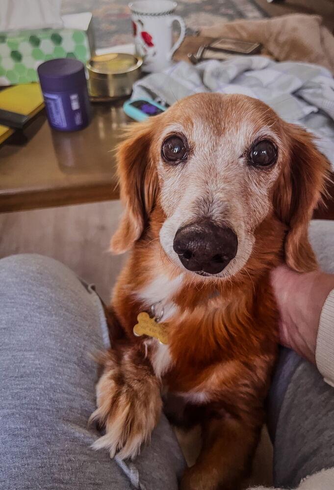 Sonnie, a Adoptable Dachshund in Waterbury, CT image 1/6
