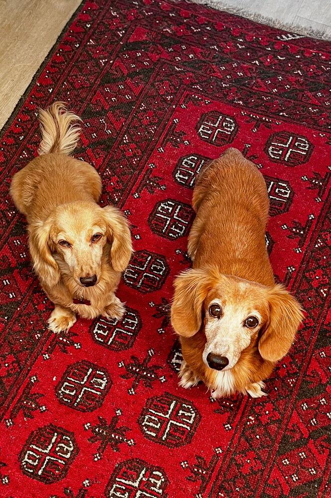 Sonnie, a Adoptable Dachshund in Waterbury, CT image 2/6