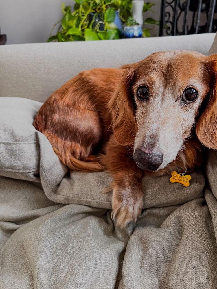 Sonnie, a Adoptable Dachshund in Waterbury, CT image 5/6