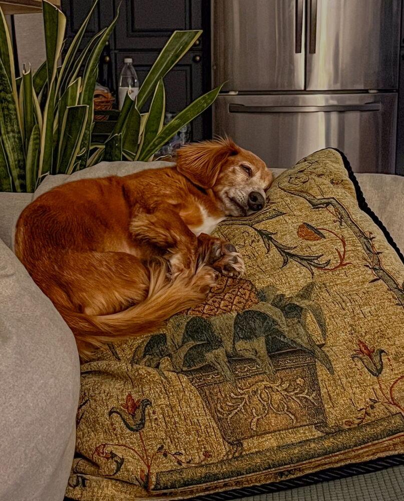 Sonnie, a Adoptable Dachshund in Waterbury, CT image 6/6