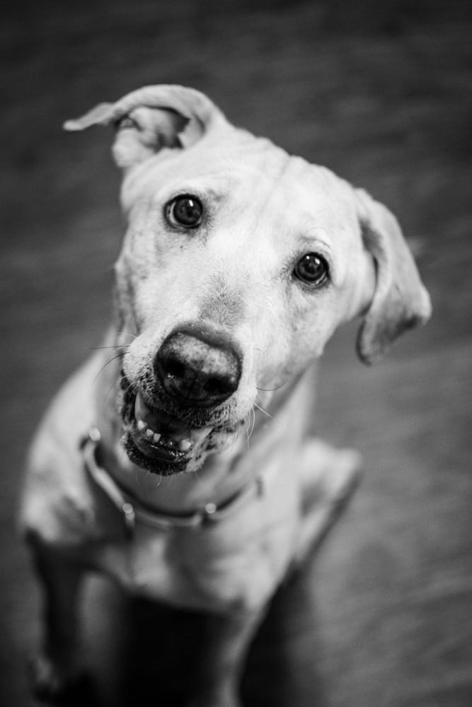 Enlarge Nora, a Adoptable mixed breed in Frankfort, NY image 1/5