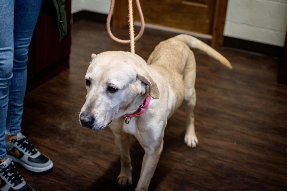 Enlarge Nora, a Adoptable mixed breed in Frankfort, NY image 2/5