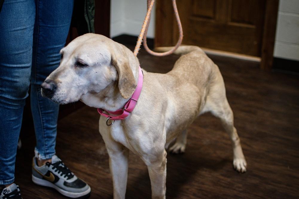 Enlarge Nora, a Adoptable mixed breed in Frankfort, NY image 4/5