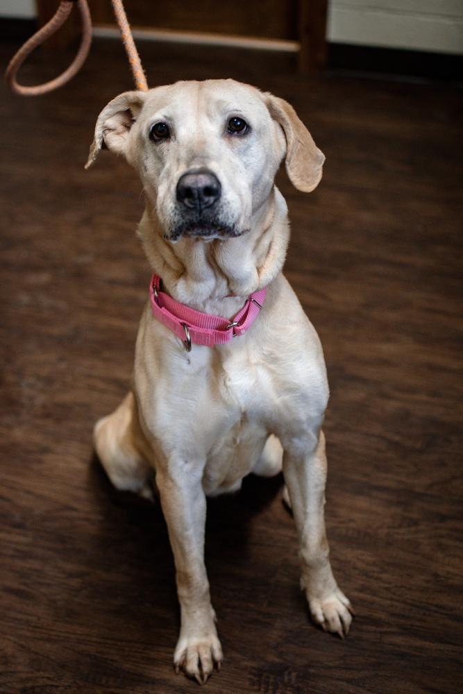Enlarge Nora, a Adoptable mixed breed in Frankfort, NY image 5/5