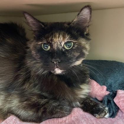 Enlarge Poppy, a ADOPTABLE Domestic Short Hair in Flagstaff, AZ image 1/1