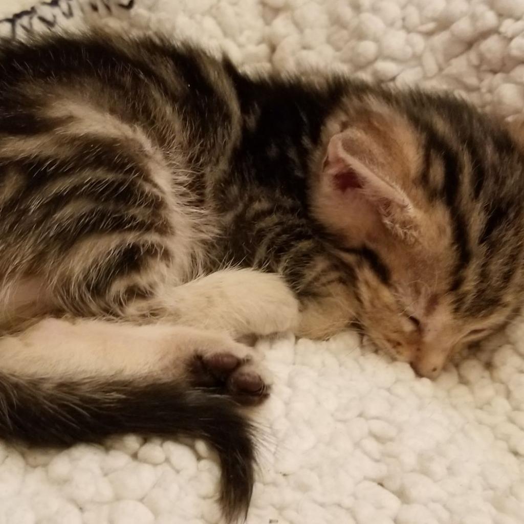 Pumpkin, a Adoptable Domestic Short Hair in Carroll, IA image 2/6