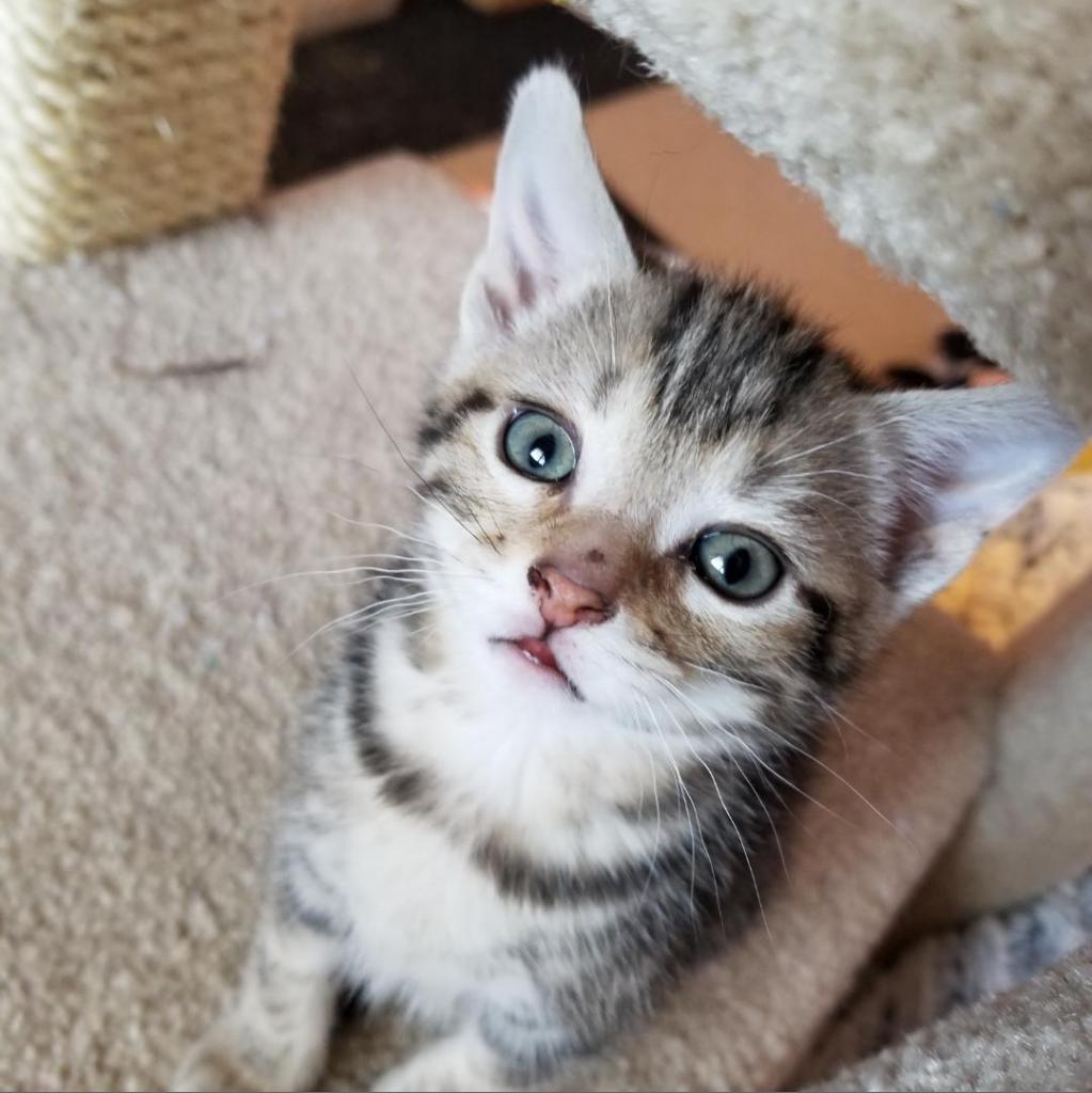 Pumpkin, a Adoptable Domestic Short Hair in Carroll, IA image 3/6