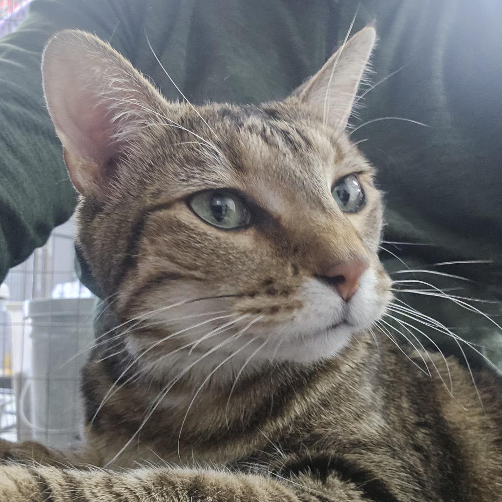 Pumpkin, a Adoptable Domestic Short Hair in Carroll, IA image 5/6