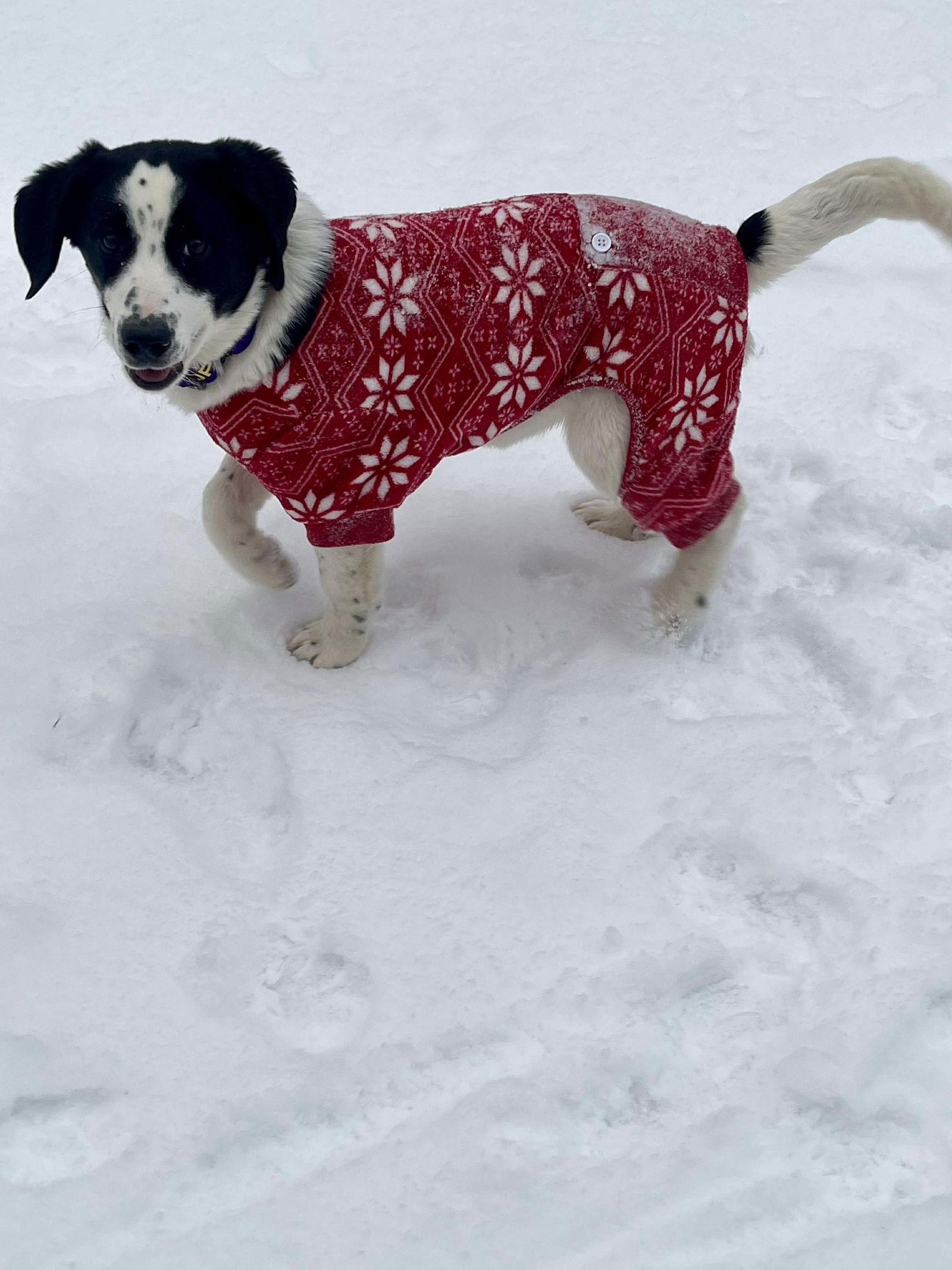 Enlarge Rambo, a Adoptable mixed breed in Roxboro, NC image 1/2