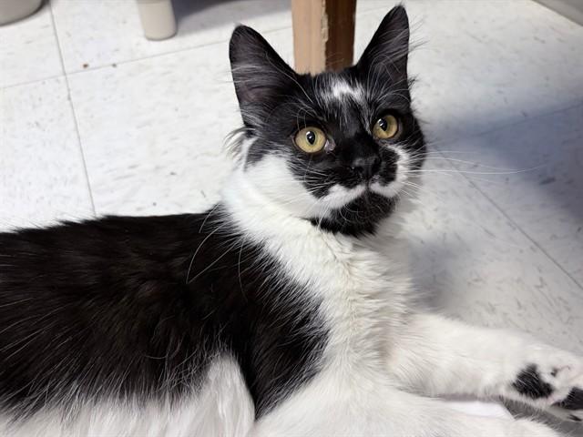 STARRY, Adoptable, Young Female Domestic Medium Hair.