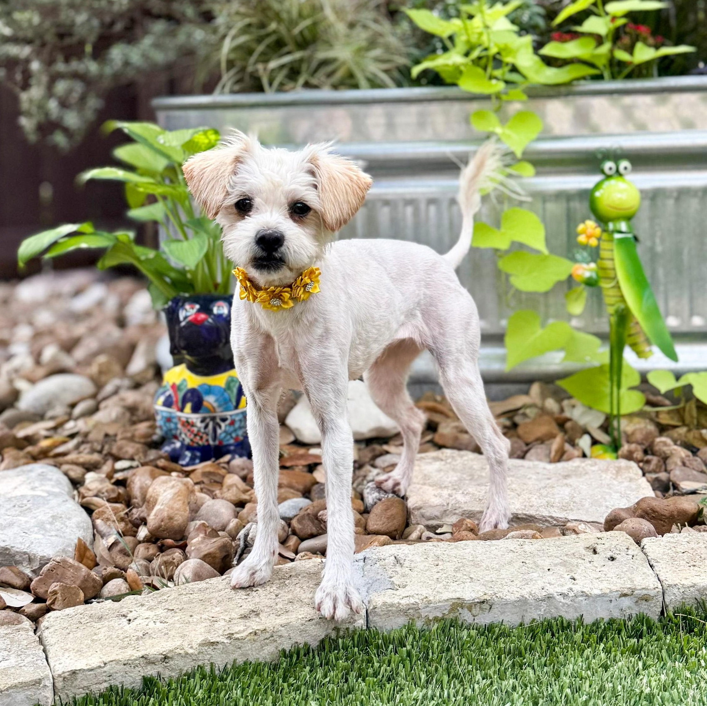Gypsy, an adopted mixed breed in Southport, CT image 2/5
