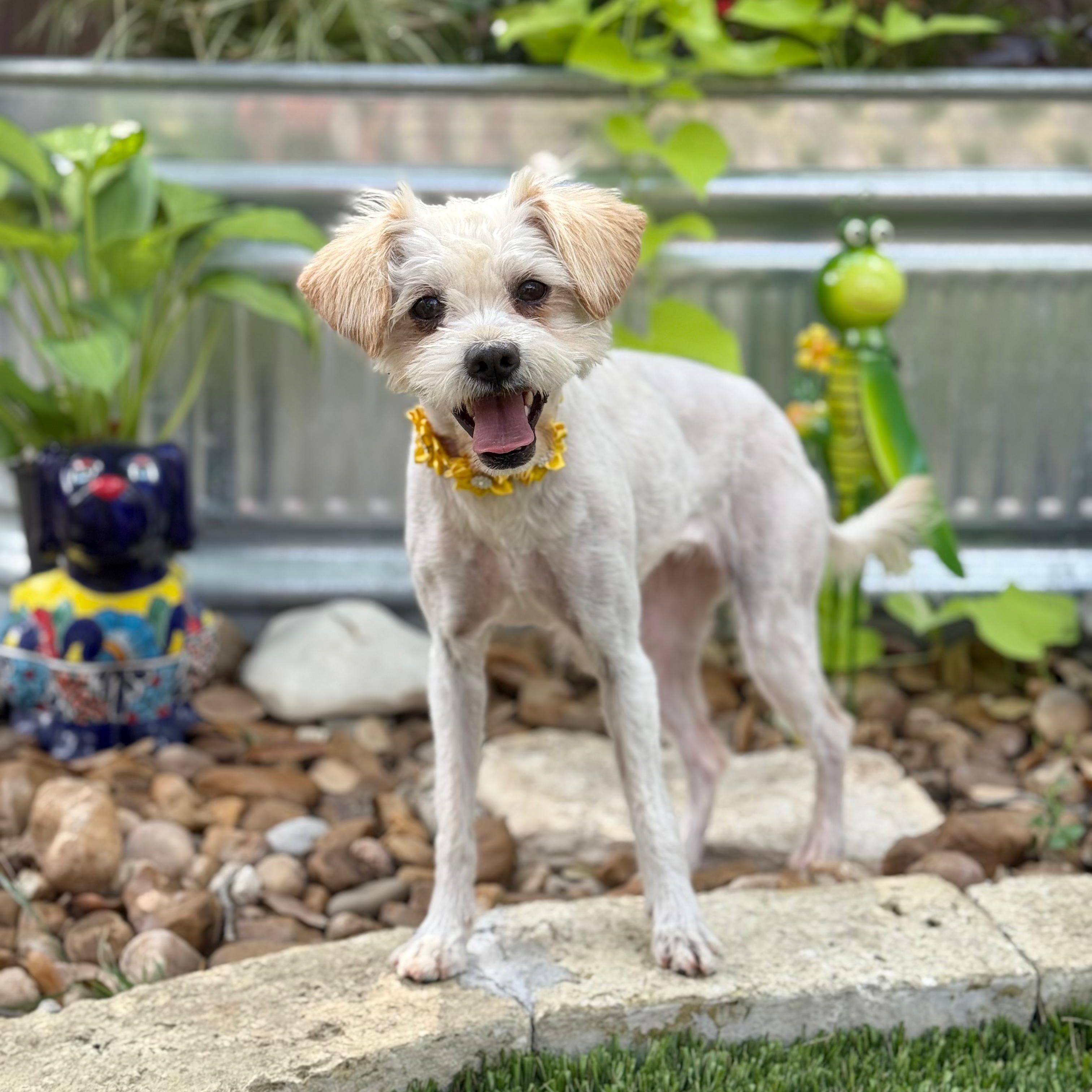 Gypsy, adopted, Young Female Maltese.