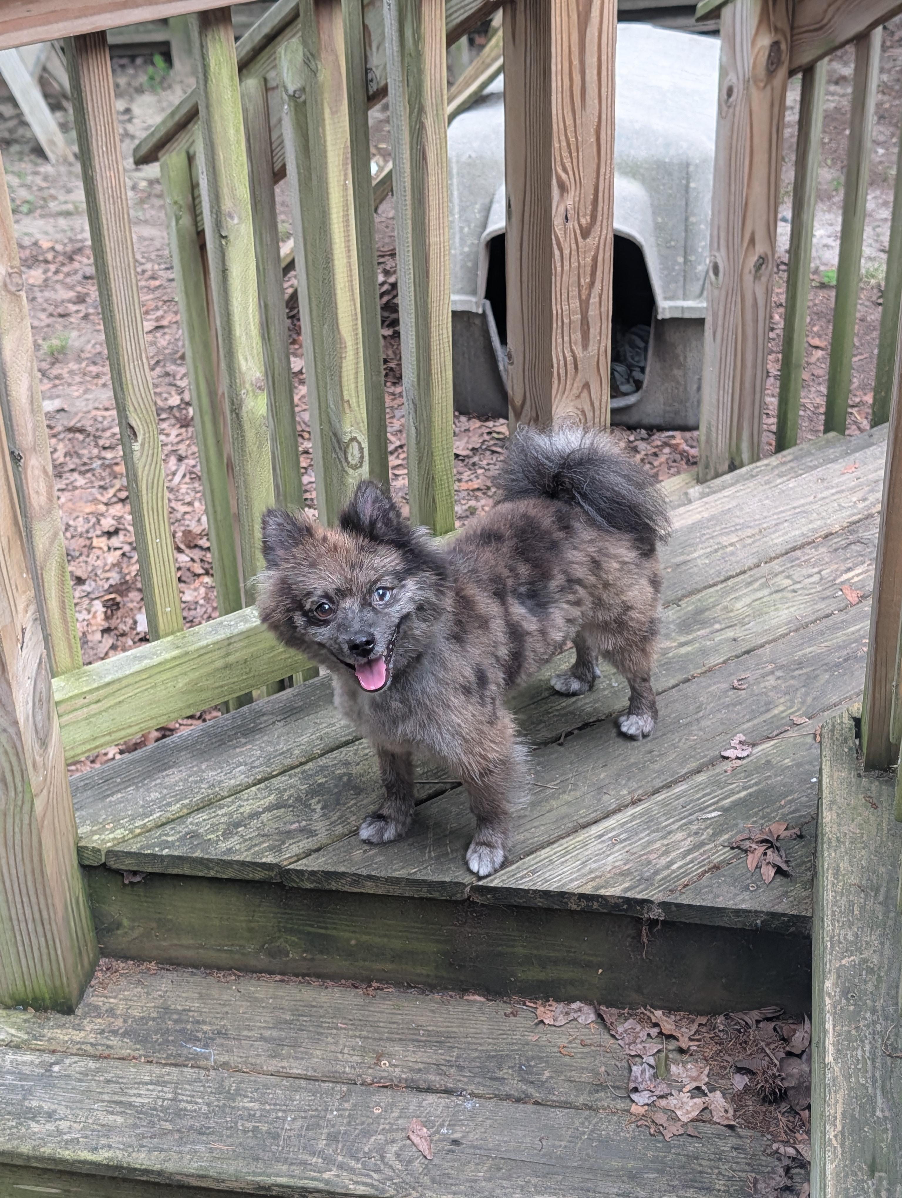 Enlarge Beaver, a Adoptable Pomeranian in Richmond, VA image 3/5
