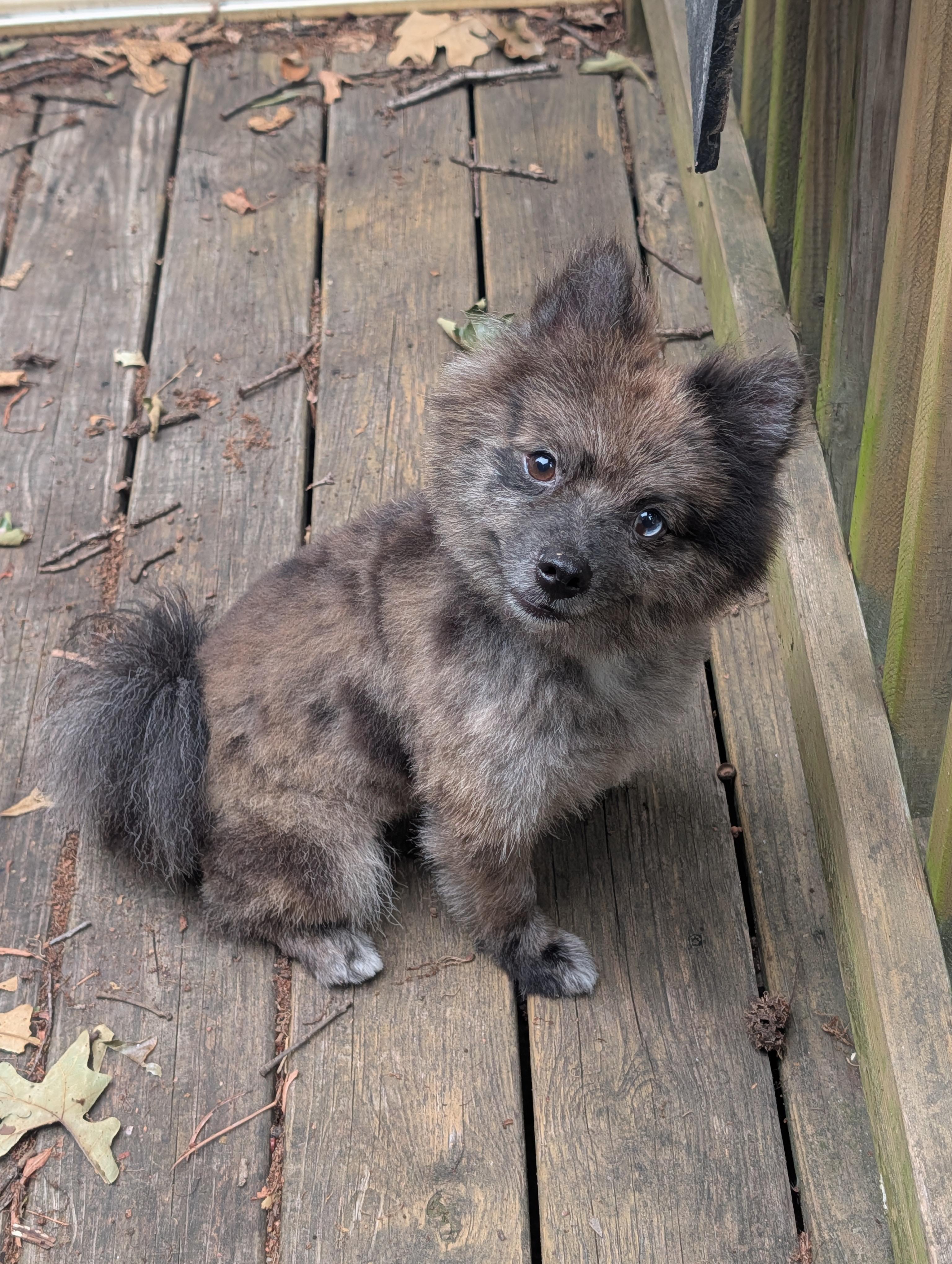 Enlarge Beaver, a Adoptable Pomeranian in Richmond, VA image 2/5