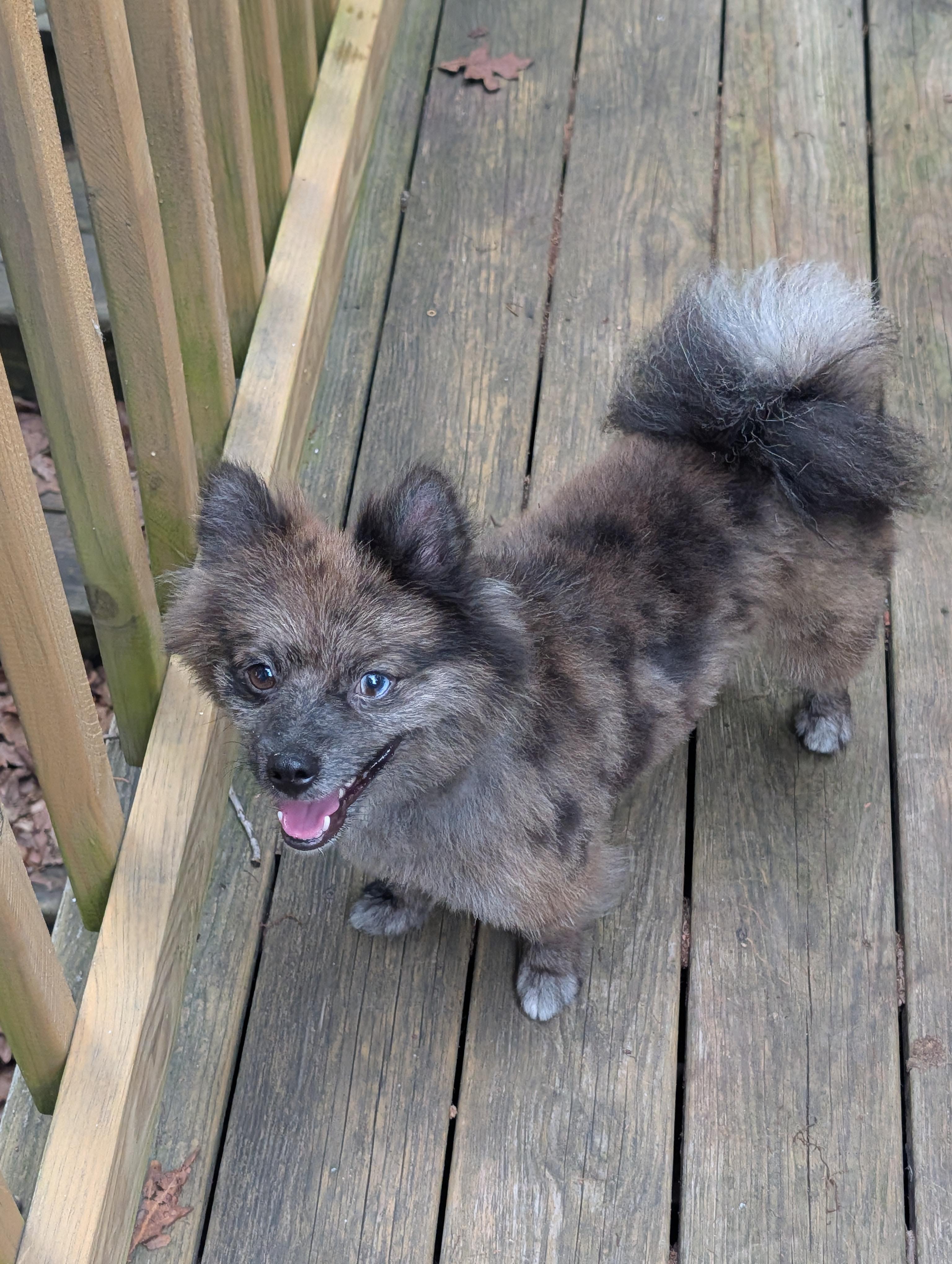 Beaver, Adoptable, Young Male Pomeranian.