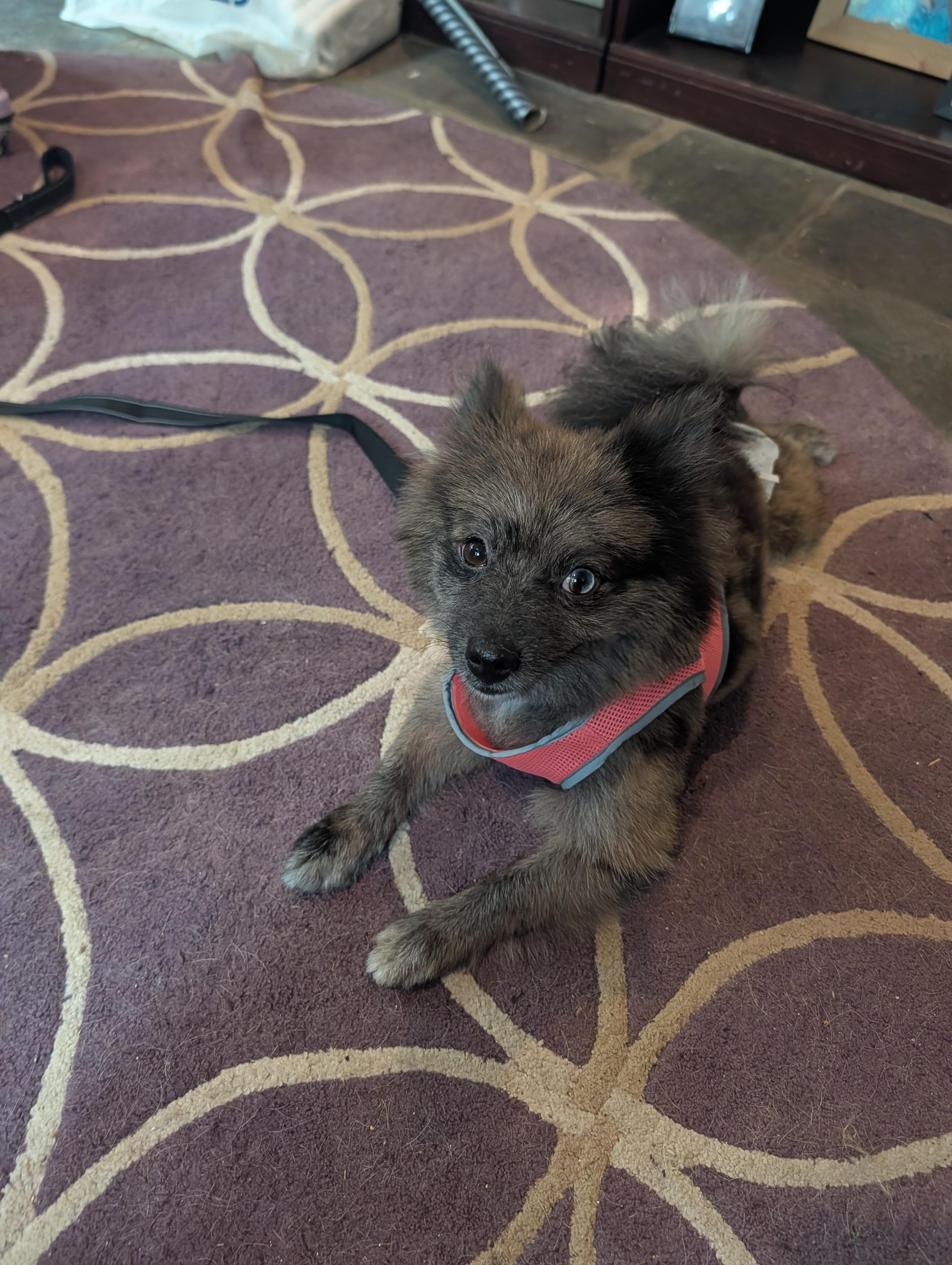 Enlarge Beaver, a Adoptable Pomeranian in Richmond, VA image 5/5