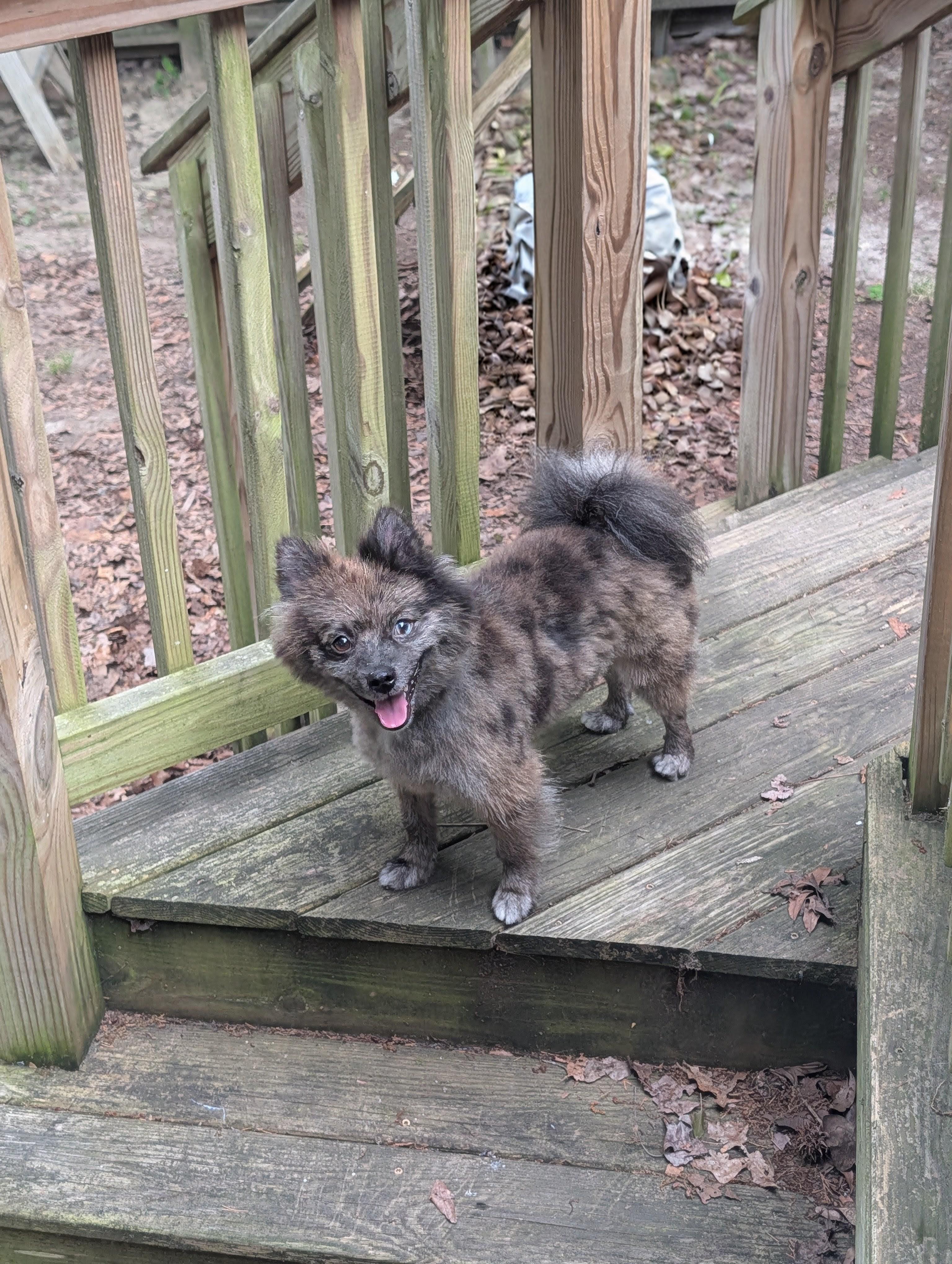 Enlarge Beaver, a Adoptable Pomeranian in Richmond, VA image 4/5