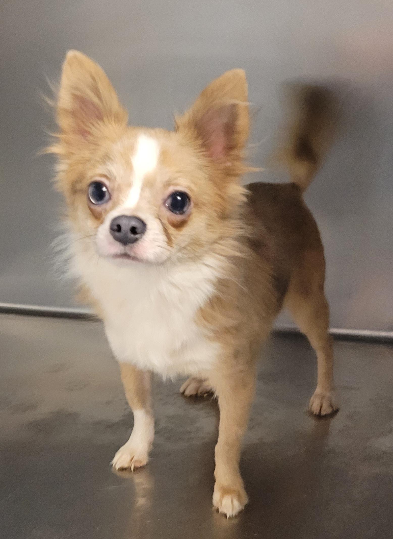 Merle long haired chihuahua , ADOPTABLE, Puppy Male Chihuahua.