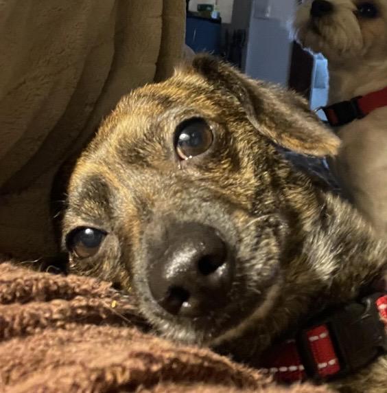 Enlarge Tanner, an adopted Chiweenie in LaGrange, OH image 2/4