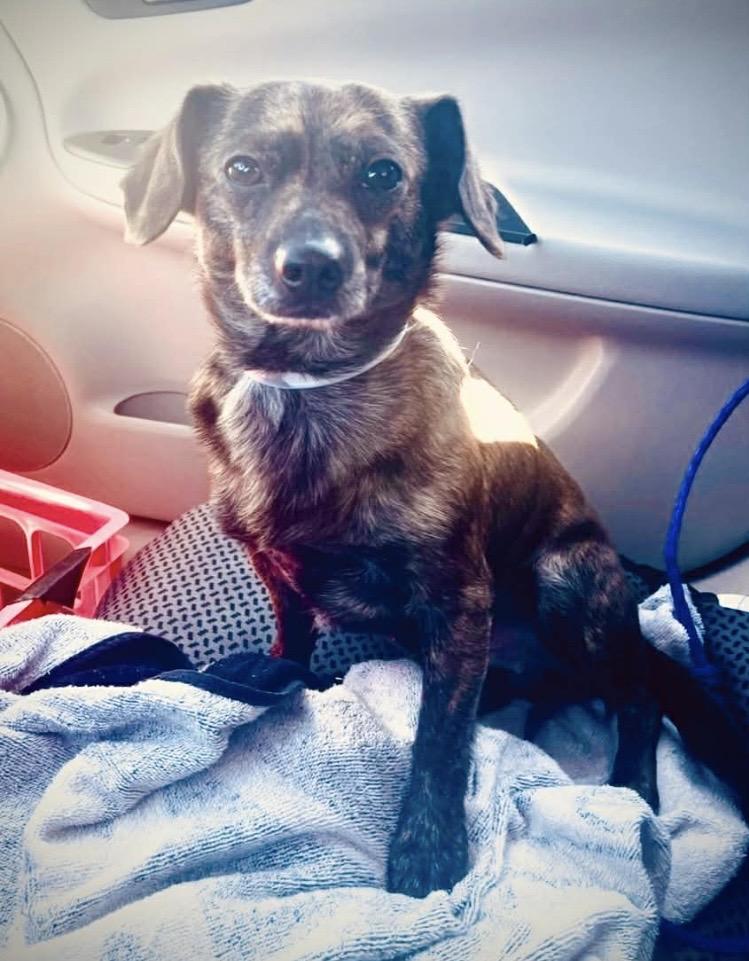 Enlarge Tanner, an adopted Chiweenie in LaGrange, OH image 4/4