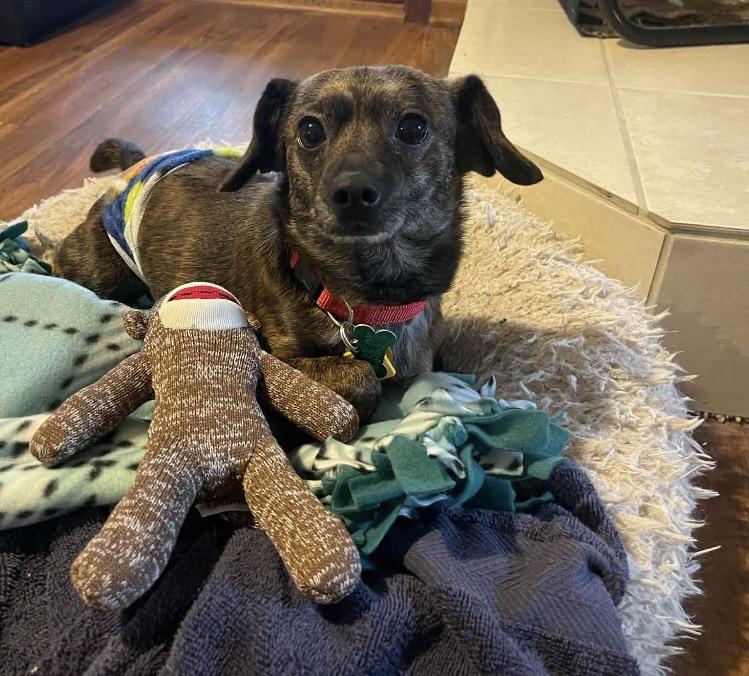 Enlarge Tanner, an adopted Chiweenie in LaGrange, OH image 3/4