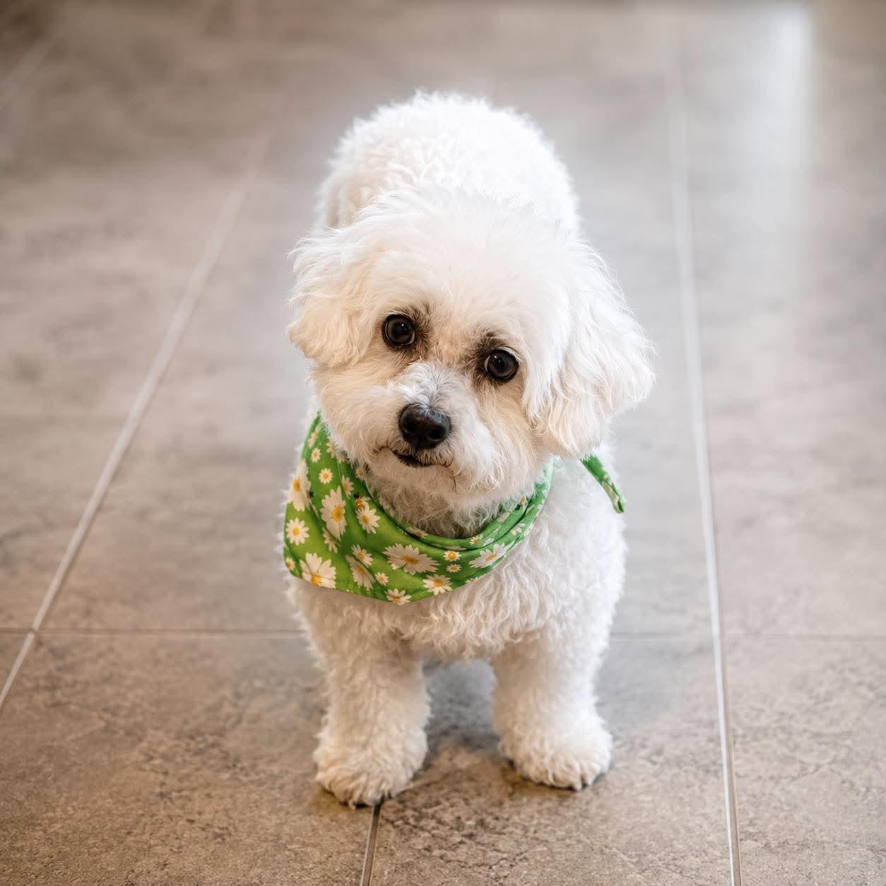 Snow White, Adoptable, Adult Female Bichon Frise.