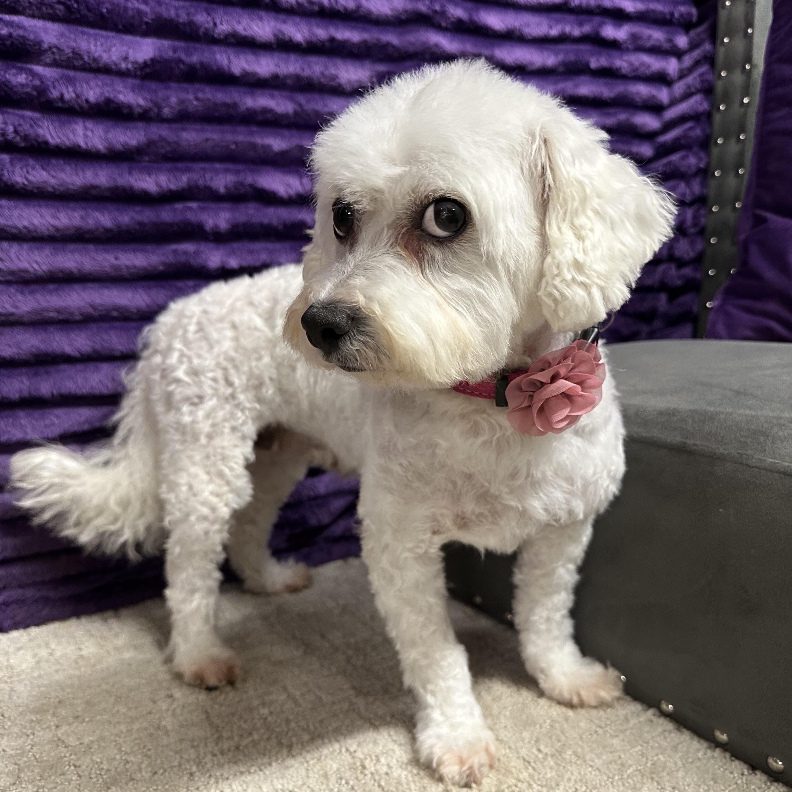 Snow White-Foster Home Needed, Adoptable, Adult Female Bichon Frise.